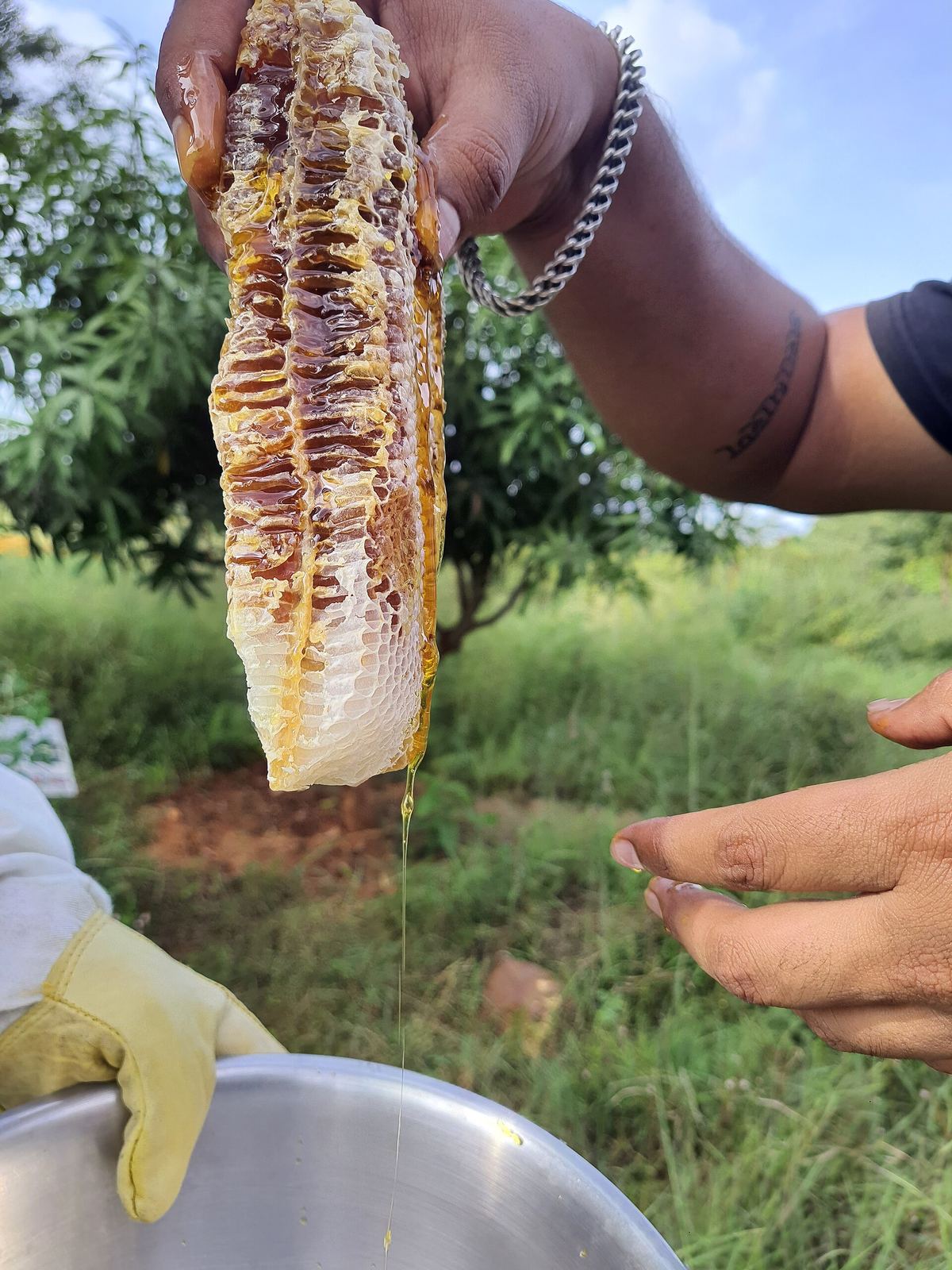 Fresh honeycomb dripping with dark honey