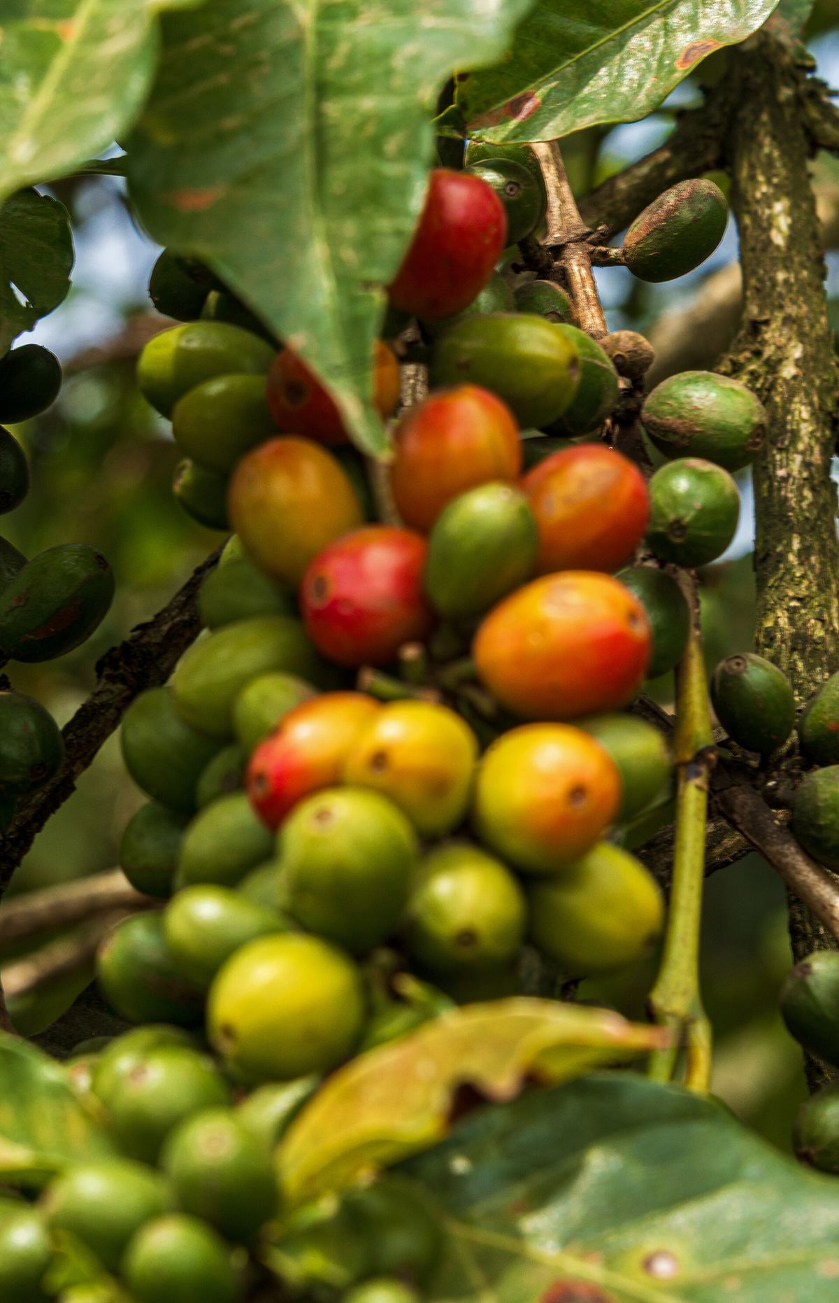 Coffee cherries ripening on a bush at a Kenyan estate