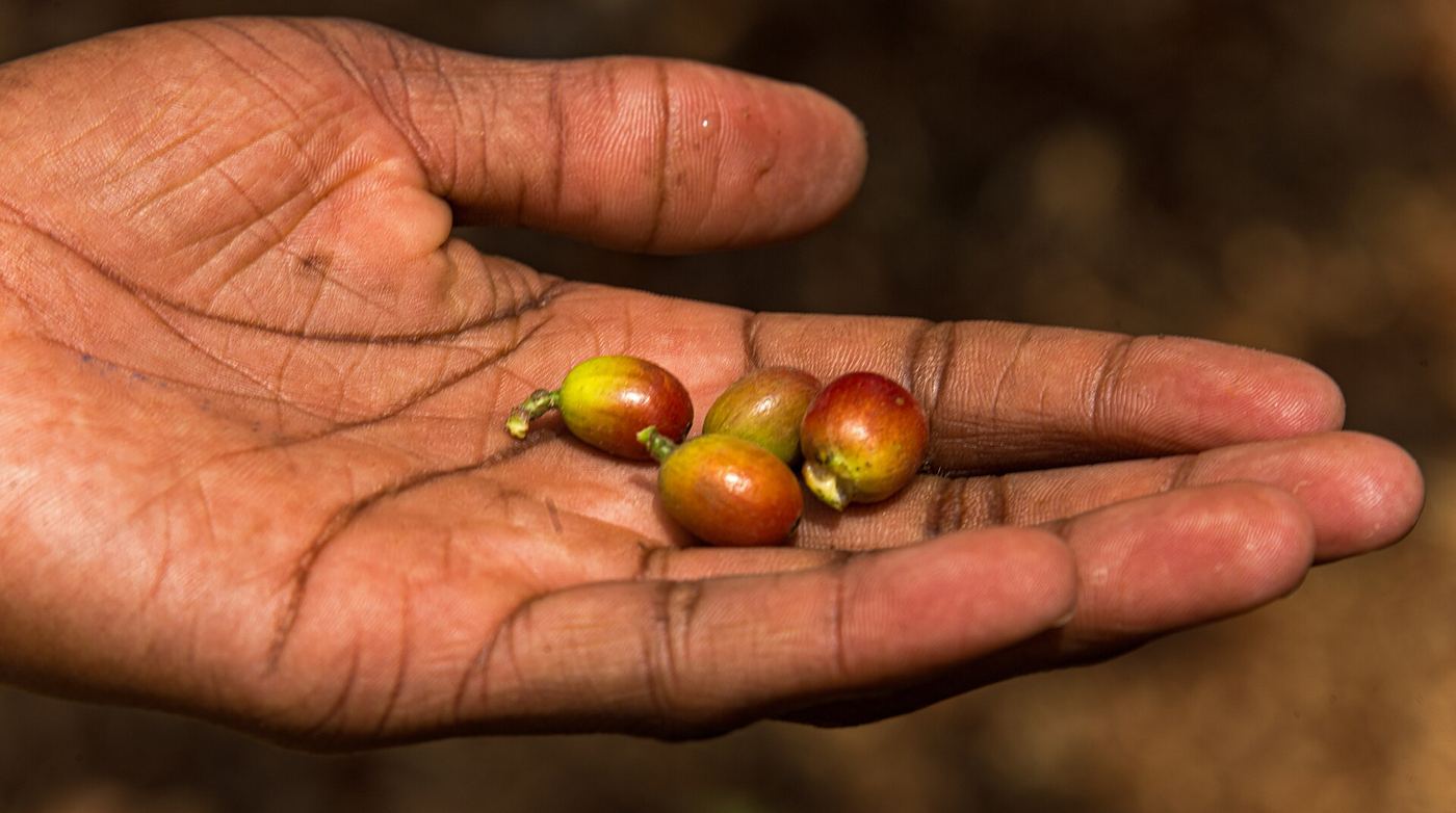 A hand holding freshly picked red coffee cherries in Kenya