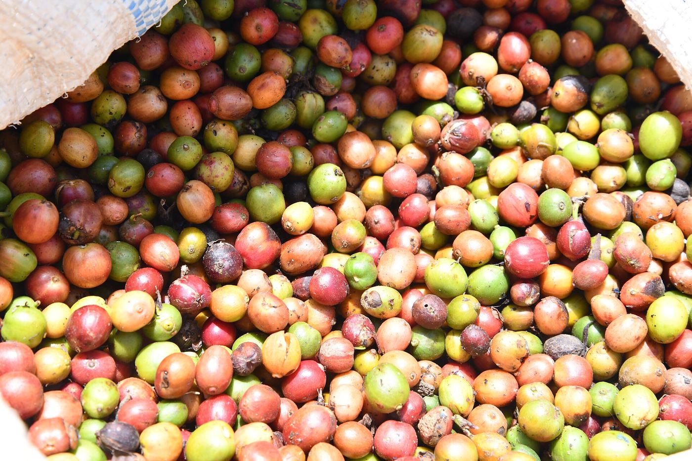 Freshly harvested coffee cherries in Uganda