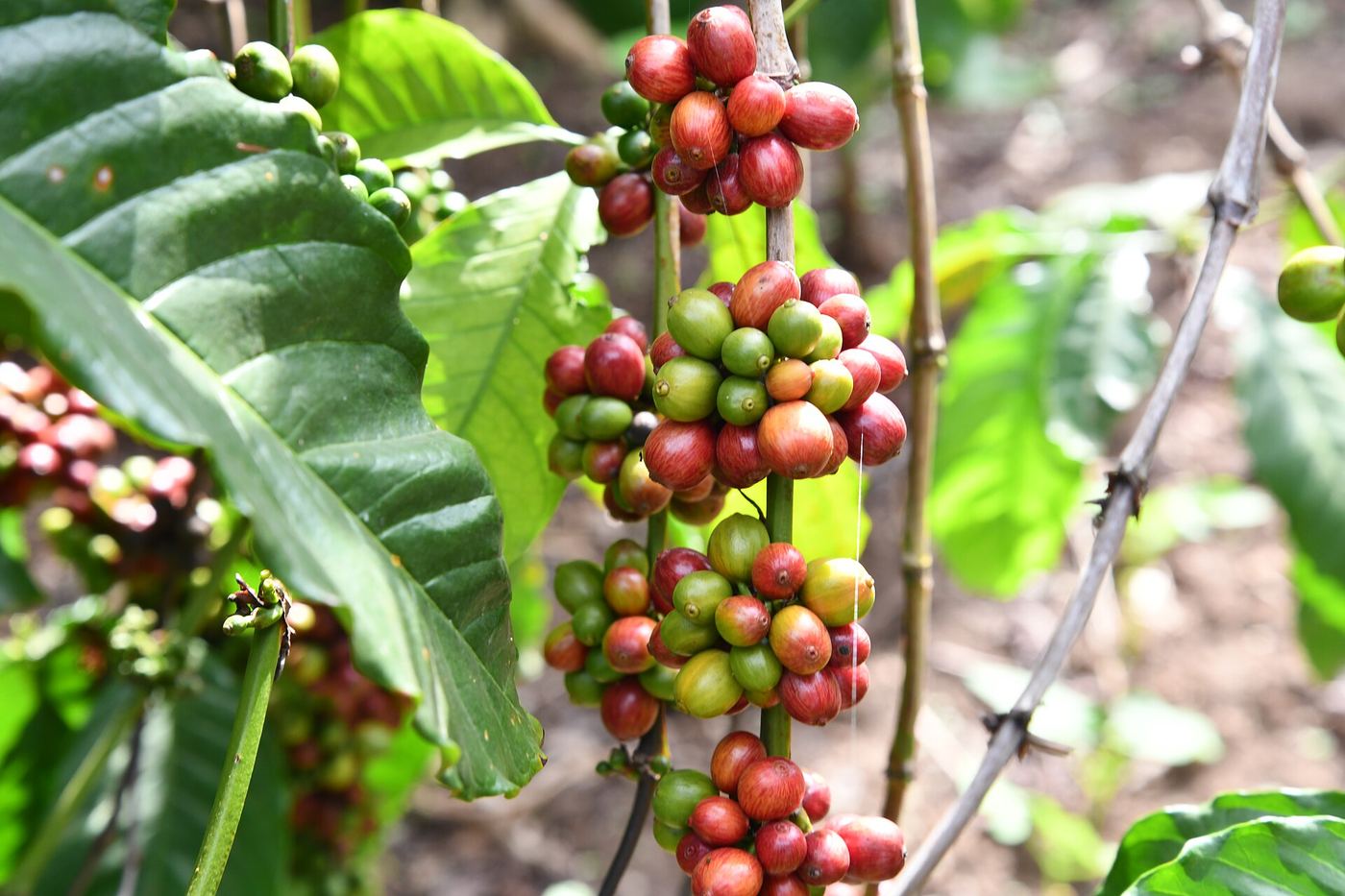 Ripe red coffee cherries on a branch in Uganda